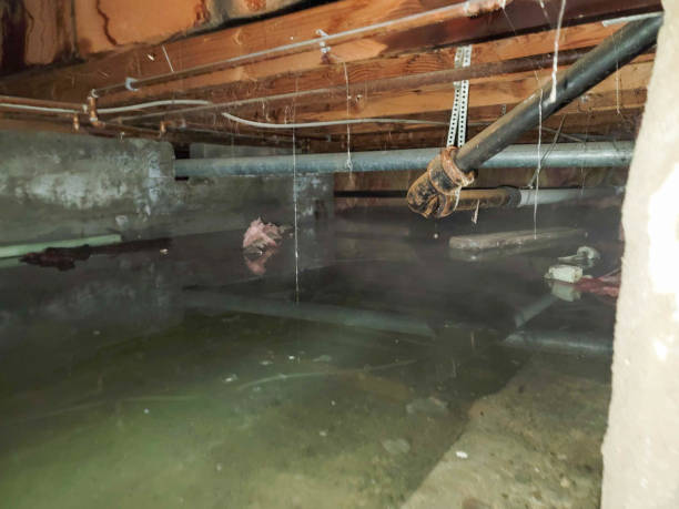 Best Carpet water damage restoration  in Butte, AK