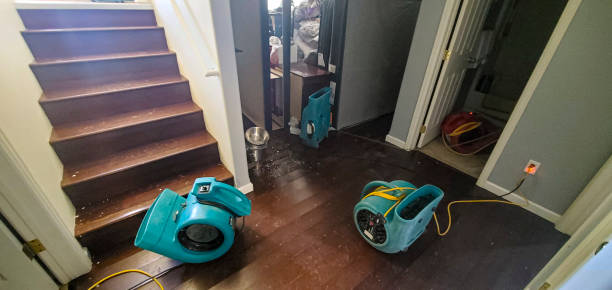 Best Mold removal after water damage  in Butte, AK